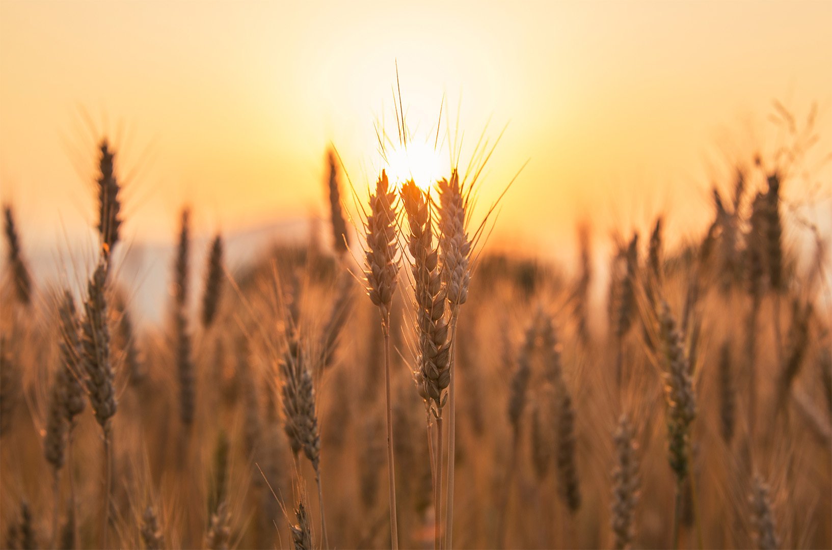 Wheat in rural community